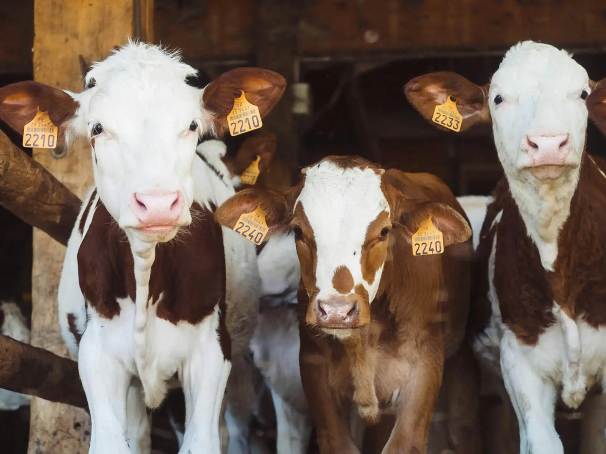 A photo of cows