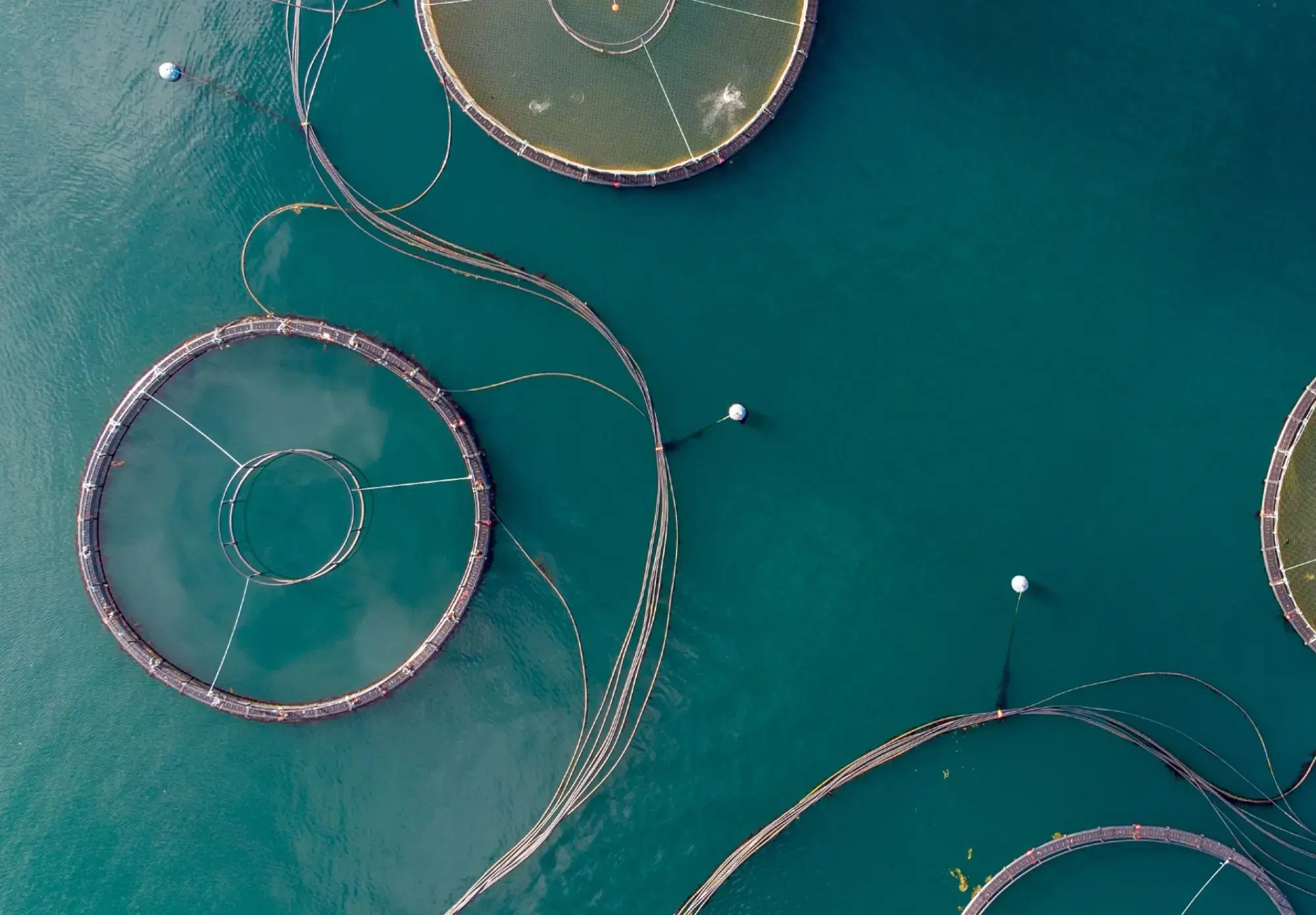 A drone shot of fish nets