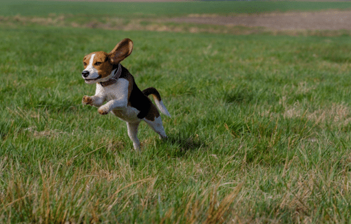 Low Protein High Carbohydrate Diet Enrichment of Prevotella copri in the Beagle Gut